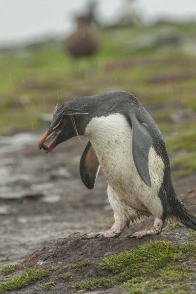 Bleaker Island Rockhopper penguin with pebble